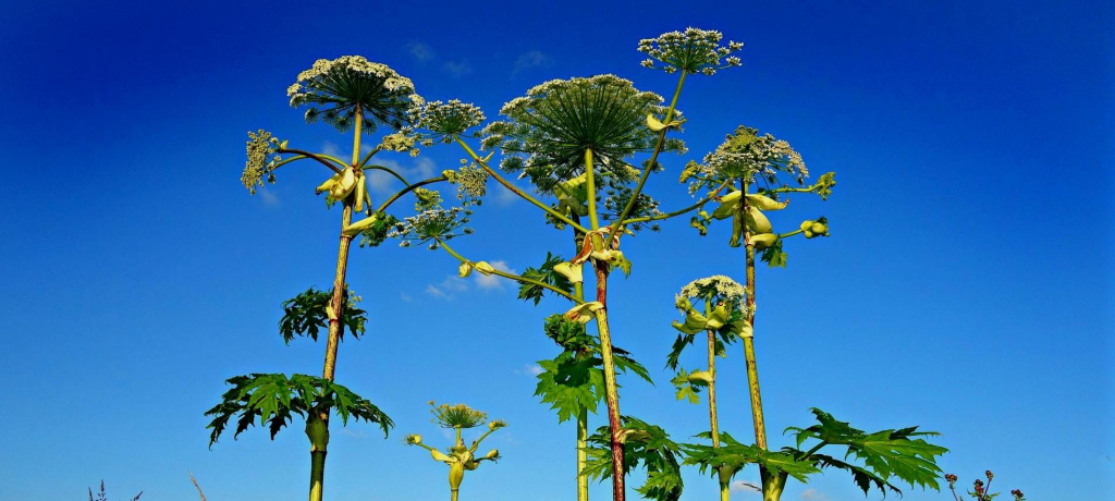 Ожог борщевиком: первая помощь и лечение